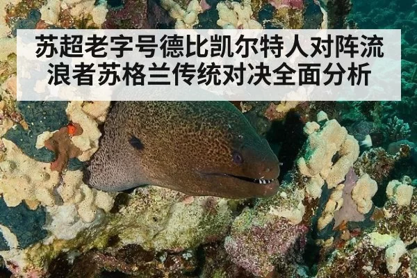 苏超老字号德比凯尔特人对阵流浪者苏格兰传统对决全面分析